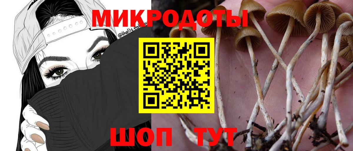Сланцы  Галлюциногенные грибы Psilocybine cubensis  Вход с VPN 